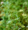 Trifolium ciliolatum. Tree Clover, Foothill Clover - grid24_24