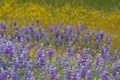 Lupinus nanus "Sky Lupine", "Field Lupine", "Dwarf Lupin" or "Douglas' Annual Lupine"