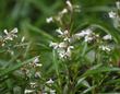 Eriodictyon californicum, Yerba Santa foliage and flowers