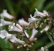  Yerba Santa (Eriodictyon californicum) with white flowers - grid24_24