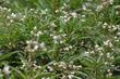  Yerba Santa (Eriodictyon californicum) flowers