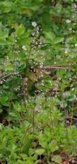 Heuchera rubescens glandulosa