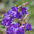 Penstemon azureus, deep blue flowers