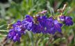 Skyblue Penstemon flowers are a blue, clear blue