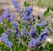 Ceanothus Skylark is really green with blue flowers and will grow throughout most of California. Skylark makes a nice little native hedge or border planting.