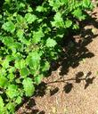 phacelia-bolanderi