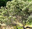 Arctostaphylos_pilosula_pilosula_Atascadero_Manzanita in a weedy overwatered garden in San francisco - grid24_24