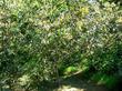 quercus-dunnii, This is why we do not do many landscape photos.