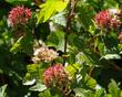 Physocarpus capitatus Ninebark,seed pods are bright red - grid24_24