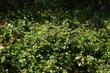 Physocarpus capitatus Ninebark as a shrub - grid24_24