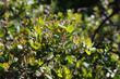 Arctostaphylos tomentosa - woolly leaf manzanita
