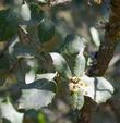 I found Quercus dunnii once in the wild in the early 1980's, not seen it since.