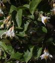 Styrax officinalis californica Snowdrop Bush's flower