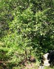 Styrax officinalis californica Snowdrop Bush - grid24_24