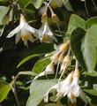 Styrax officinalis californica Snowdrop Bush's flower - grid24_24