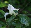 Pacific Dogwood, Cornus nuttallii