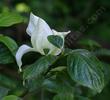 Pacific Dogwood, Cornus nuttallii - grid24_24