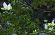 Pacific or Western Dogwood, Cornus nuttallii