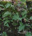 polypodium californicum planted in a stone wall in San Francisco