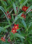 Red monkey flower in shade in San Francisco.  Overwatered  and in to much shade, but it's still alive!