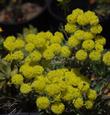 Sulphur-flower Buckwheat Eriogonum umbellatum var. chlorothamnus - grid24_24