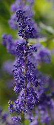 or maybe Ceanothus  indigo blue? Grape soda Ceanothus?