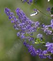 Ceanothus cyaneus, San Diego Ceanothus has clear lavender flowers