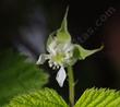 Rubus leucodermis (Blackcap Raspberry, Black Raspberry, or Whitebark Raspberry, and native: Blue Raspberry doesn't have much of a flower - grid24_24