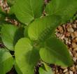 Aralia californica elk clover leaves