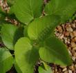 Aralia californica elk clover leaves - grid24_24