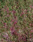 Elegant Clarkia, Clarkia unguiculata, grows about 2-3 feet tall. Sorry folks, it's an annual, we do not grow it.