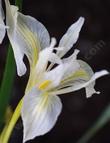 Iris macrosiphon (Bowltube Iris) 