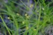  Carex pansa (sanddune sedge)