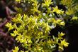 Sedum spathulifolium. Broadleaf Stonecrop
