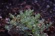 Black Sagebrush (Artemisia nova) is a very small little sage. They are making a  germacranolide out of it. - grid24_24
