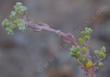 dudleya caespitosa flowers