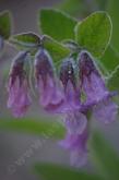 Lepechinia fragrans, Island Pitcher Sage grows on the island and from Ventura, through Los Angeles into the San Gabriel Mountains.  - grid24_24