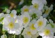 Bush Anemone,  Carpenteria californica is a nice clean bush that explodes into flower. Try this plant in a container or large pot if you have a deck or patio.
