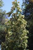 Catalina Cherry in flower - grid24_24