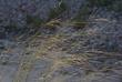 needle and thread is a small plant that has a largeand showy  seed head - grid24_24