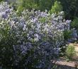 LT Blue is a Ceanothus leucodermis that seems to be relatively stable. The white bark and blue flowers make it a stunner in a dryland garden. 