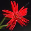 Silene laciniata angustifolia,  Red Catchfly with it's red star