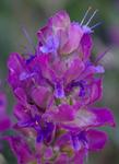 Mountain Desert sage (Salvia pachyphylla), Rose Sage