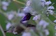 costa hummingbird on salvia compacta