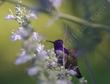 A Costa hummingbird on a compact white sage. - grid24_24
