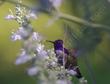 A Costa hummingbird on a compact white sage.