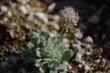 Eriogonum ovalifolium Cushion Buckwheat grows into a little mat.