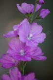 Sidalcea oregana (Oregon checkerbloom) flowers