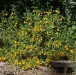This Monkey flower came from a site that is now cover with houses. It's about 15 years old in this picture, with no water.