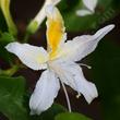 Western Azalea flower, this one was in our back yard.